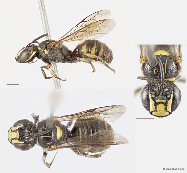Ceratina (Ceratinidia) nigrolateralis