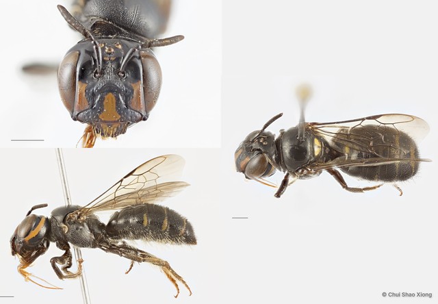 Ceratina (Catoceratina) perforatrix • © Chui Shao Xiong • All Rights Reserved
