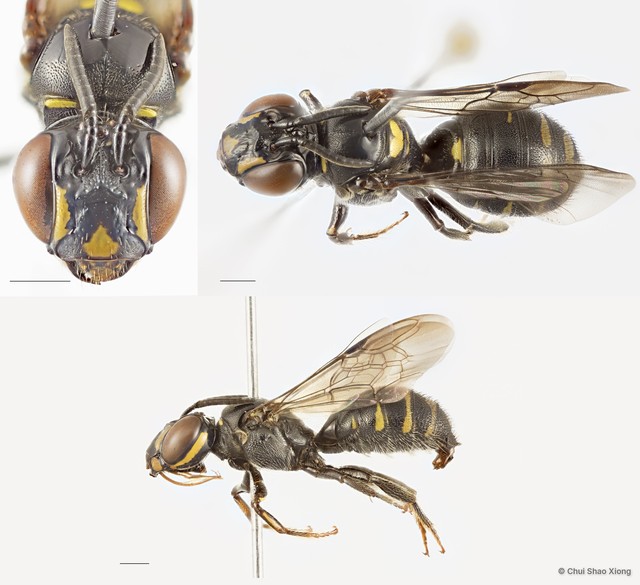 Ceratina (Catoceratina) perforatrix