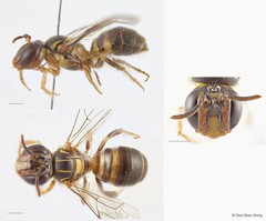 Ceratina (Lioceratina) ridleyi • © Chui Shao Xiong • All Rights Reserved