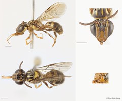 Ceratina (Lioceratina) ridleyi • © Chui Shao Xiong • All Rights Reserved