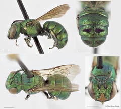 Ceratina (Pithitis) smaragdula • © Chui Shao Xiong • All Rights Reserved