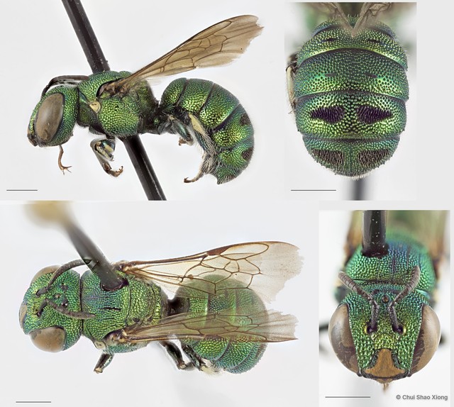 Ceratina (Pithitis) smaragdula