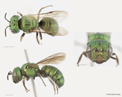 Ceratina (Pithitis) smaragdula