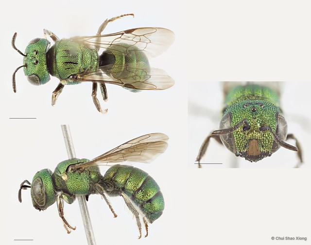 Ceratina (Pithitis) smaragdula • © Chui Shao Xiong • All Rights Reserved