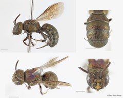 Ceratina (Pithitis) unimaculata • © Chui Shao Xiong • All Rights Reserved
