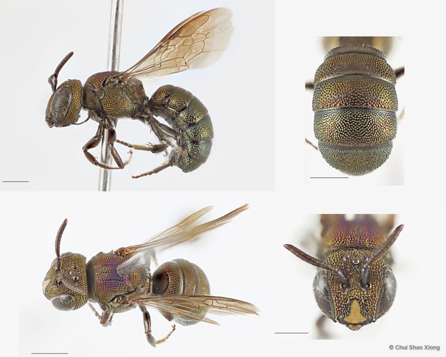 Ceratina (Pithitis) unimaculata