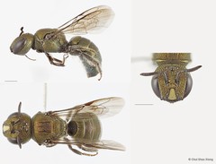 Ceratina (Pithitis) unimaculata