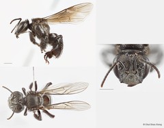 Heterotrigona (Heterotrigona) itama