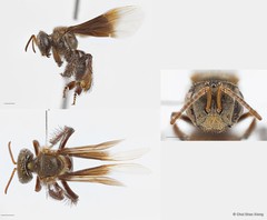 Homotrigona (Tetrigona) apicalis