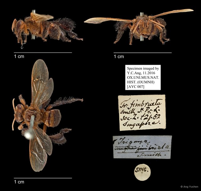 Homotrigona (Homotrigona) fimbriata