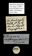 Homotrigona (Homotrigona) fimbriata • All Rights Reserved Museum Label