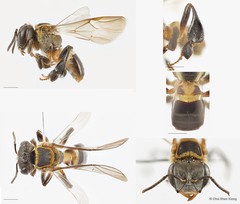 Lepidotrigona terminata