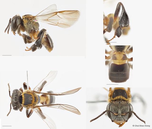 Lepidotrigona terminata • © Chui Shao Xiong • All Rights Reserved