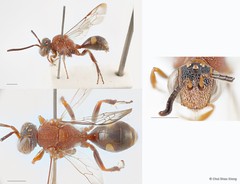 Nomada malayana Cameron, 1909