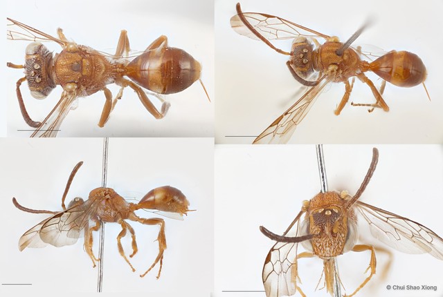 Nomada penangensis • © Chui Shao Xiong • All Rights Reserved
