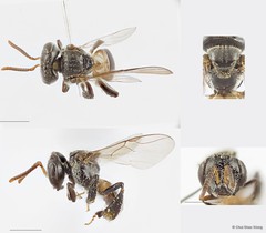 Tetragonula fuscobalteata