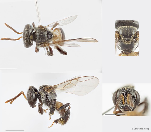 Tetragonula fuscobalteata • © Chui Shao Xiong • All Rights Reserved