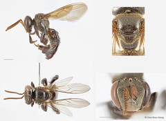 Tetragonula geissleri