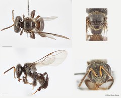 Tetragonula laeviceps