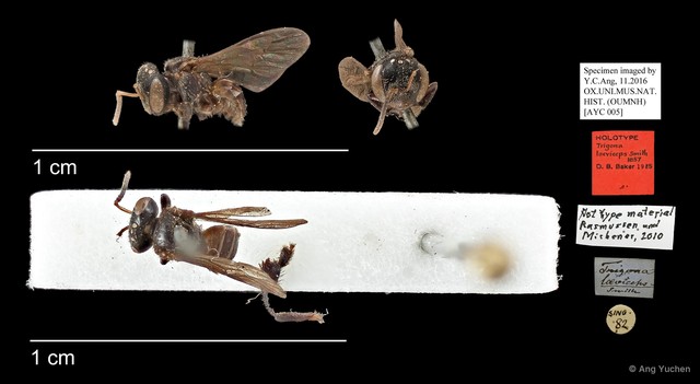 Tetragonula valdezi