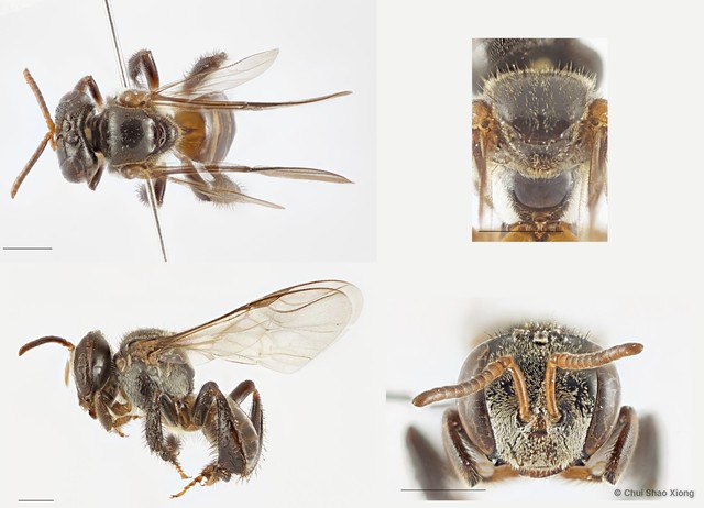 Tetragonula valdezi