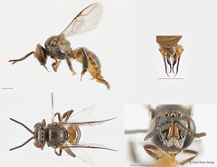 Tetragonula valdezi