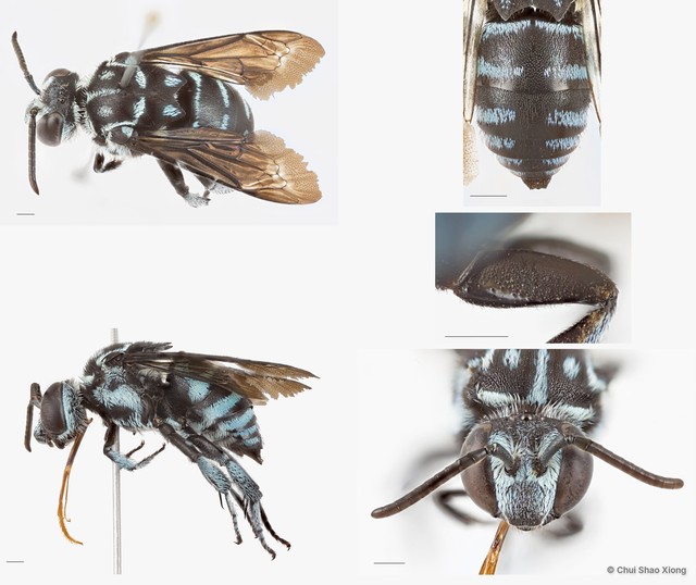 Thyreus abdominalis