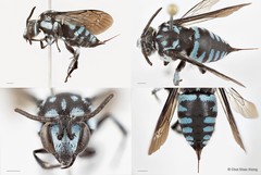 Thyreus lilacinus