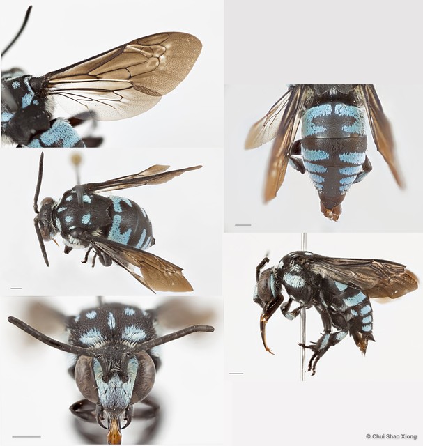 Thyreus lilacinus