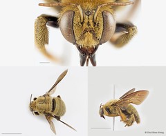 Xylocopa (Maiella) aestuans • © Chui Shao Xiong • All Rights Reserved