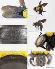 Xylocopa (Maiella) aestuans