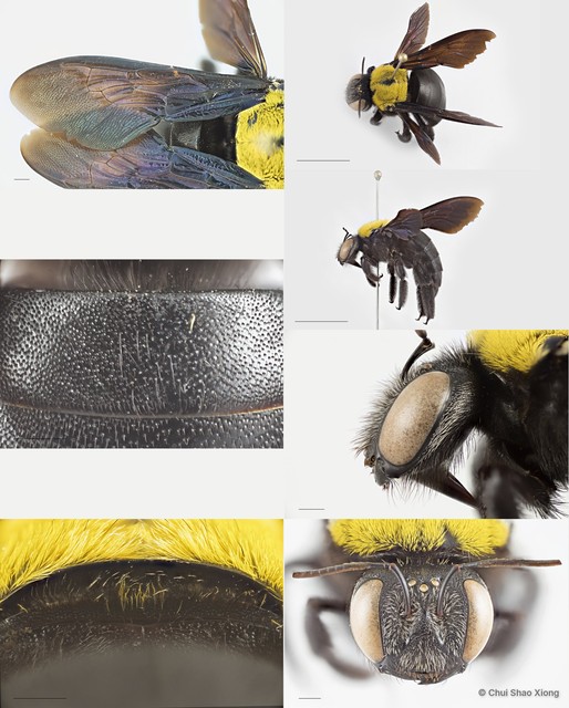 Xylocopa (Maiella) aestuans • © Chui Shao Xiong • All Rights Reserved