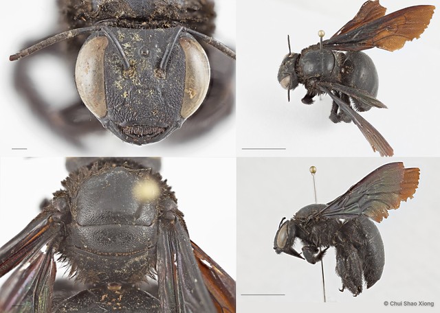Xylocopa (Biluna) auripennis • © Chui Shao Xiong • All Rights Reserved