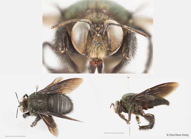 Xylocopa (Cyaneoderes) caerulea