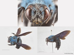 Xylocopa (Cyaneoderes) caerulea