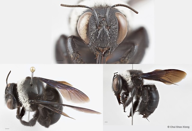 Xylocopa (Zonohirsuta) dejeanii • © Chui Shao Xiong • All Rights Reserved