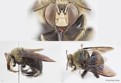 Xylocopa (Zonohirsuta) dejeanii • © Chui Shao Xiong • All Rights Reserved