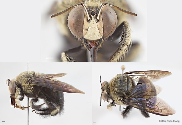 Xylocopa (Zonohirsuta) dejeanii