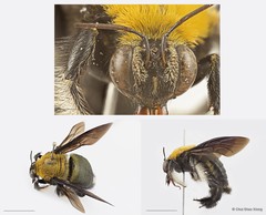 Xylocopa (Maiella) flavonigrescens • © Chui Shao Xiong • All Rights Reserved