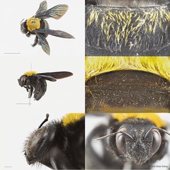 Xylocopa (Maiella) flavonigrescens