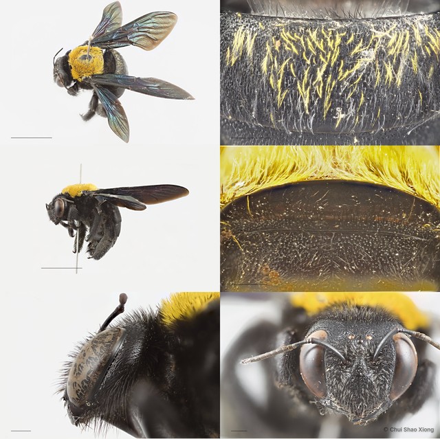 Xylocopa (Maiella) flavonigrescens • © Chui Shao Xiong • All Rights Reserved