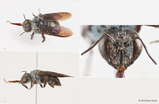 Xylocopa (Cyaneoderes) insularis • © Chui Shao Xiong • All Rights Reserved