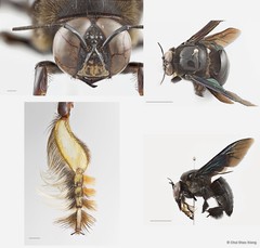 Xylocopa (Platynopoda) latipes • © Chui Shao Xiong • All Rights Reserved