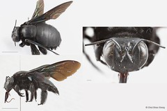 Xylocopa (Platynopoda) latipes (Drury, 1773)