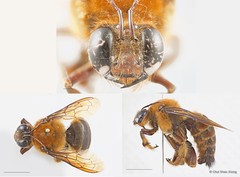 Xylocopa (Nyctomelitta) myops • © Chui Shao Xiong • All Rights Reserved