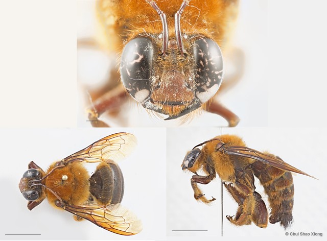 Xylocopa (Nyctomelitta) myops