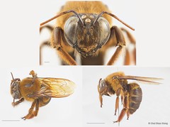 Xylocopa (Nyctomelitta) myops • © Chui Shao Xiong • All Rights Reserved