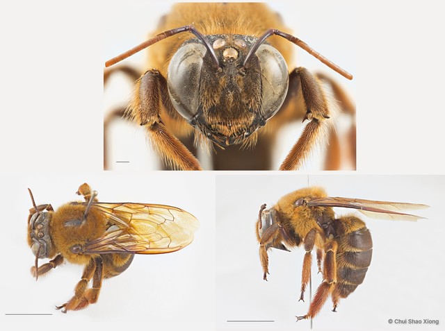 Xylocopa (Nyctomelitta) myops • © Chui Shao Xiong • All Rights Reserved