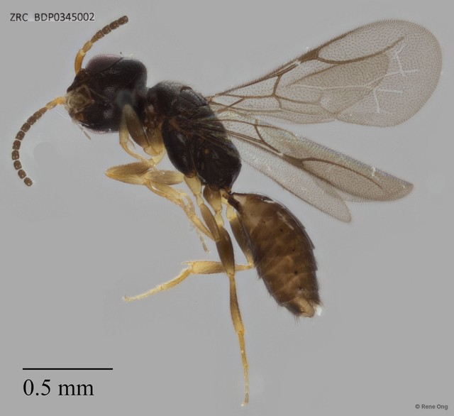 Bethylidae sp. "ZRCBDP0345002" • © Rene Ong • All Rights Reserved